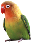 オウム